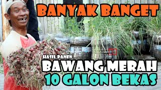 Ternyata Banyak Banget Hasilnya  Panen Bawang Merah 10 Galon Bekas [upl. by Aihsemak]