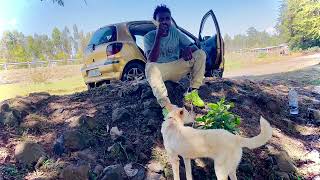 Gajo Tilahun VLOG With my Dog SEPPOONEE 5December 2024 [upl. by Janot77]