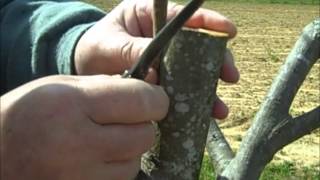 Pecan Inlay Grafting Technique [upl. by Oisorbma485]