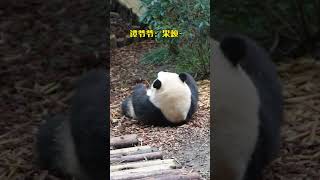 Grandpa Huahua is here so I am here National Treasure Giant Panda Fubao Pandas understand Sichu [upl. by Benildas]