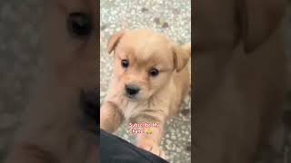 Cute Baby Dog Crying dog doglover dogs subscribe [upl. by Haididej298]