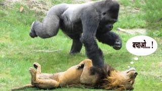 गोरिल्ला और शेर की लड़ाई Gorilla Fight With Lion To Save Her Baby Gorilla [upl. by Annailuj]