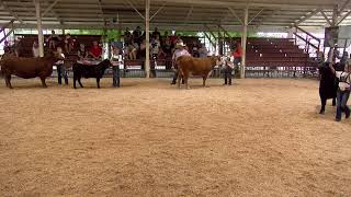 2024 Washington County Fair Breeding Beef Show [upl. by Maleki]