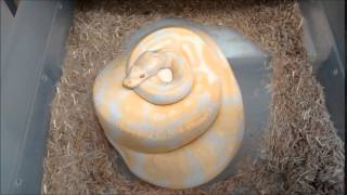 Ball Python Eggs laid  Clutch 7 Albino het Pied x Albino [upl. by Nuhsed]