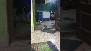 Cat Mylo Cat funny Mother love animal 1 [upl. by Siramaj]