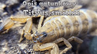 Opis gatunkowy Tityus smithii [upl. by Medora514]