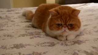 Extremely Cute Cat Video of an Exotic shorthairflat face cat [upl. by Macdougall932]