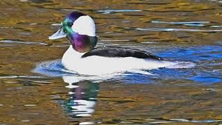 Bufflehead Ducks [upl. by Aimet354]