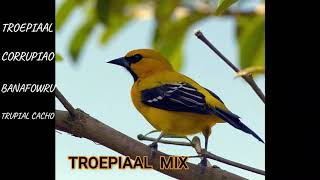 troepiaal  trupial  corrupiao  banafowru audio mix female  male TROPICAL BIRD SONG [upl. by Nevin]