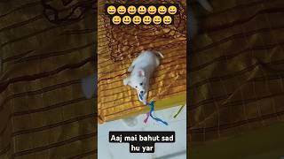 Please Mere dog ko support kre dog lillys funny pomeranian dog video funnydog [upl. by Benis]