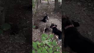 Dog games 😂😂😂😂😂dogloverschannel dogs dogowner nature petowner petowner [upl. by Bashemeth913]