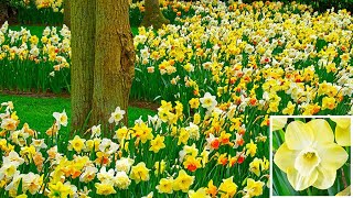 How to Plant Daffodil in the Border Spring Garden Guide [upl. by Atela]