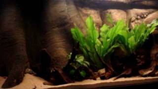 Wild Heckel Discus Biotope  720L [upl. by Boris]