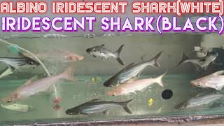 IRIDESCENT SHARKBLACK COLOUR AND ALBINO IRIDESCENT SHARKWHITE COLOURSHARK FISH IN AQUARIUM [upl. by Cousin]