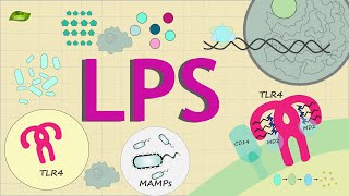 What is LPS signaling  Know Everything  Basic Science Series English [upl. by Lauralee408]