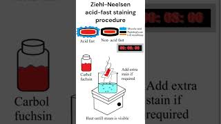 Ziehl Neelsen Acid fast staining procedure staining acidfast microbiology [upl. by Yhtuv697]