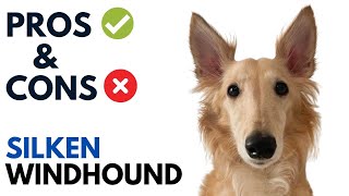 Silken Windhound Pros and Cons  Silken Windhound Advantages and Disadvantages [upl. by Hewet]