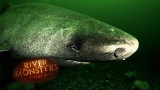 Unbelievable RARE Shark Footage  SHARK  River Monsters [upl. by Hogan]