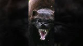 CARCAJU Wolverine do Reino Animal [upl. by Siddra]