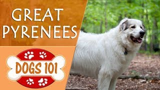 Dogs 101  GREAT PYRENEES  Top Dog Facts About the GREAT PYRENEES [upl. by Ellerahc]