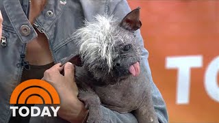 ‘World’s Ugliest Dog’ Mr Happy Face Stops By TODAY [upl. by Anoirtac]