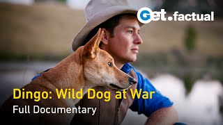 Dingo Wild Dog at War  Full Documentary [upl. by Ellirehs]