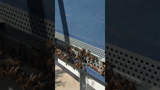 24H007 Maltese Honey Bee Competition [upl. by Adrien228]