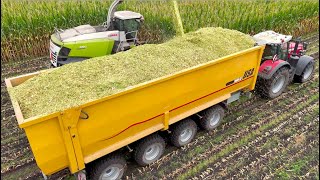 Maize Silage on Largest Dairy Farm in Holland  HUGE 75m3 4axle Pushoff Trailers  Van Bakel [upl. by Hamil]