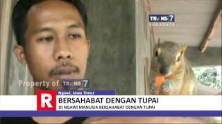 TRANS7 JATIM  Bersahabat Dengan Tupai [upl. by Eyot888]