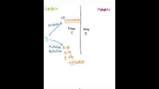 Phase I amp Phase II Biotransformation [upl. by Ashok]