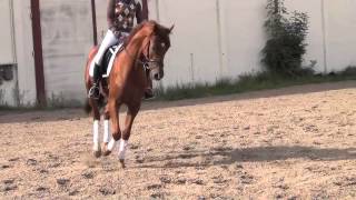 DramatikerBlack Magic Boy gelding  2009 for sale [upl. by Aneelad91]