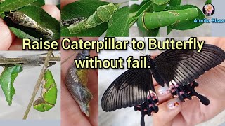 How to raise a caterpillar into a butterfly full tutorial lifeCycleofCitrusButterfly amritashaw [upl. by Monah20]