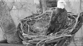 Ron brought two huge fish Wildlife Wildlife Rescue of Dade County Eagle Nest Cam [upl. by Adnamma101]