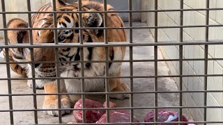 アムールトラ ソーンくん 見事な食べっぷりです 【浜松市動物園】Amur tiger Sonkun Hamamatsu Zoo [upl. by Marylynne]