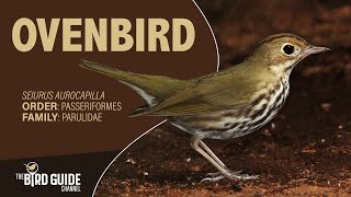 Ovenbird  Forest Bird The Bird Guide Channel [upl. by Daffy818]