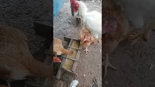 Wow  chicken feed funny happyanimals [upl. by Tyrrell]