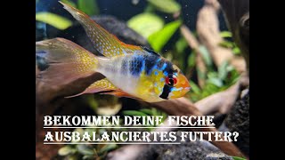 Ausführlich über Fütterung im Aquarium [upl. by Akeimahs107]