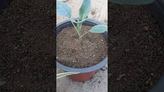 Easy Way to Pot Plants gardeningtips gardening wintergarden [upl. by Annwahsal]