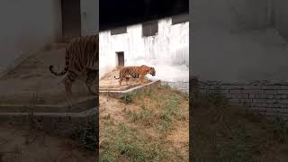 youtubeshortsductingworkductingmachineduct dosto aaj ghumne gya tha zoo ma ab bhidekh lo tiger [upl. by Leihcim]