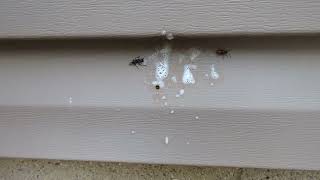 How to Kill Boxelder Bugs 🪲 super fast [upl. by Gardel]