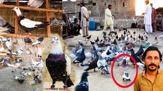 🕊Ramsami Se Hassan Bhai ka Shooq ✌ New Kabootar Video  Pigeon Video [upl. by Madelle776]