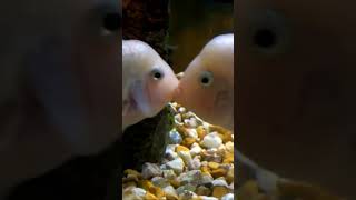 Pink Kissing Fish [upl. by Eednak]