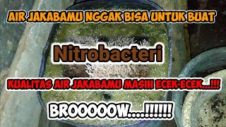 Luar Biasa  Membuat Nitrobacter dari Air Jakaba Plus Air Laut  Bakteri Nitrikasi Wajib Ditiru [upl. by Lalage]