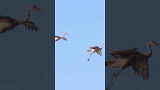 🐤 Sandhill Cranes Return A Stunning Fall Sunset Spectacle 🌅🕊️wildlife sandhillcranes nature [upl. by Eliak]