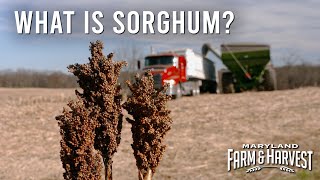 What is Sorghum  MD FampH [upl. by Germaun739]