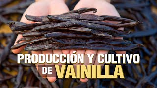 El Cultivo de VAINILLA Paso a Paso [upl. by Nolyarg]