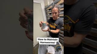 How to Maintain Hornworms AKA Reptile Treats 🐛 pets snacks easy funny bugs howto [upl. by Ybrik]