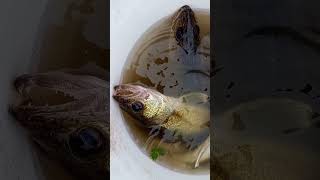 My own Sask ep21  Fishing  Assiniboine River fishing walleye northernpike saskatchewan [upl. by Conti]