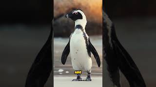 Did you Know this about Emporor Penguins 🐧 🤔 🐧 🐧 🌎 🐙 [upl. by Bocyaj]