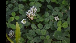 White Clover Trifolium repens [upl. by Aamsa]